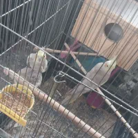 عروس هلندی نرو ماده