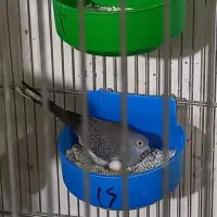 کبوتر خانگی تزئینی پرنده زینتی|پرنده|اصفهان, بهارستان|دیوار