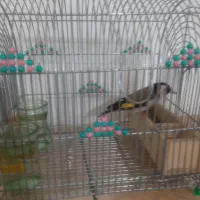 سره|پرنده|شیراز, تندگویان|دیوار