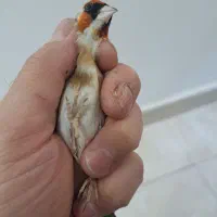 سهره چونه سفید چانه سفید