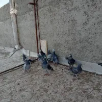 کبوتر|پرنده|مراغه, |دیوار