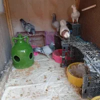 کفتر|پرنده|اردکان, |دیوار