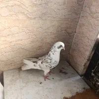 کبوتر سوسکی تهرانی