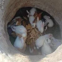 فروش خرگوش بزرگ وکوچک