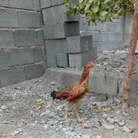 فروشی ماده مرغ