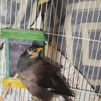 مرغ مینا سخنگو|پرنده|مشهد, کوی دروی|دیوار