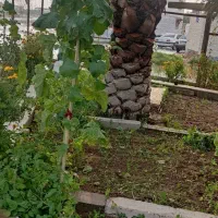 لقاح نخل یا همان بو دادن نخل