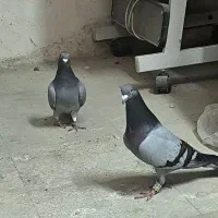 جفت سبز پلاکی خط سرخ رو تخم