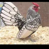 فروش خروس سیبرایت