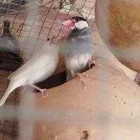 جفت نرگسی کار داده