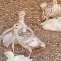 جوجه بوقلمون