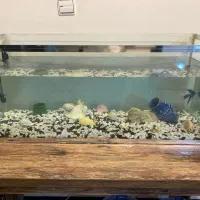 آکواریوم یک متری با وسایل