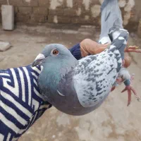 کبوتر عربستان