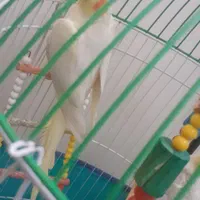 دوعدد عروس هلندی با تمام وسایل|پرنده|لنگرود, |دیوار