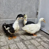 ۳ اردک سالم