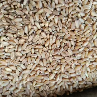 چمران ۲بوجاری رامشیر گندم