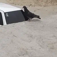 کبوتر|پرنده|هرند, |دیوار