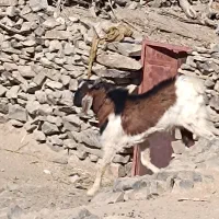 هیکلی|حیوانات مزرعه|سراوان, |دیوار