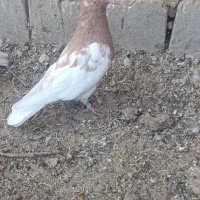 کبوتر|پرنده|لیلان, |دیوار