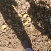 سیب زمینی بذری