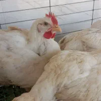 مرغ زنده تخمگذار