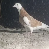 کبوترگرفتنی