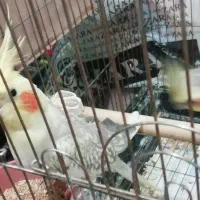 عروس هلندی جوجه داده مولد