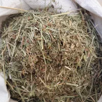 علف همه گیاه