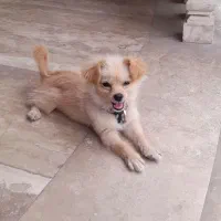 سگ پامر