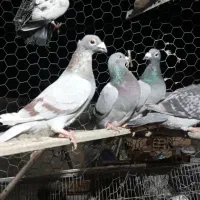 کبوتر مسافتی اهواز