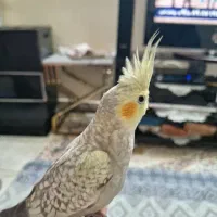 پرندگان، عروس هلندی ،سرگرمی