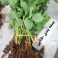 بوته توت فرنگی پرمحصول