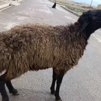 بره نر ۵۵ کیلویی چاق|حیوانات مزرعه|قزوین, |دیوار