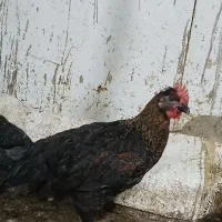 نیمچه مرغوخروس