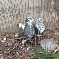 چند جفت کبوتر پرشی|پرنده|لنگرود, |دیوار