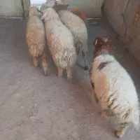 باسلام خدمته شماه گوسفند