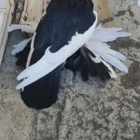 کویچح ارکح قلخلی|پرنده|باسمنج, |دیوار