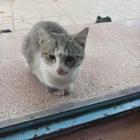 واگذاری بچه گربه|گربه|ابهر, |دیوار