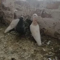 سار|پرنده|بجنورد, |دیوار