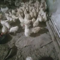 شرکت‌مرغ‌داران‌دام‌و‌طیور‌‌پایان‌دوره