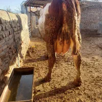 گاو شیری|حیوانات مزرعه|سیمین شهر, |دیوار