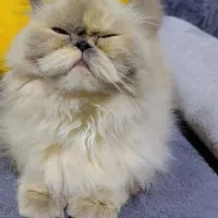 گربه هیمالین یک ساله