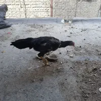 جوجه لاری اوشامو و افغان