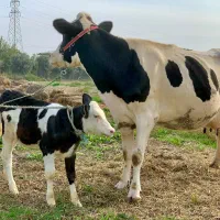 گاو هلشتاین شکم اول با گوساله مونت|حیوانات مزرعه|گرگان, |دیوار