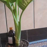 شربت گل نارانج