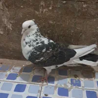 کفتر پرشی|پرنده|زارچ, |دیوار
