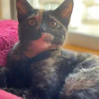 واگذاری گربه ۴ماهه|گربه|رشت, سعدی (تختی)|دیوار