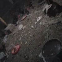 مرغ لاری ۱۲ عدد ۲عدد خوروس اصل لاری بقیه مرغ|حیوانات مزرعه|عجب شیر, |دیوار