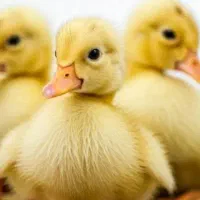 اردک و جوجه