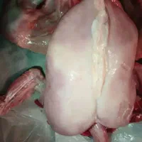 غذای سگ وگربه مرغ پاک کرده زیرقیمت ترین